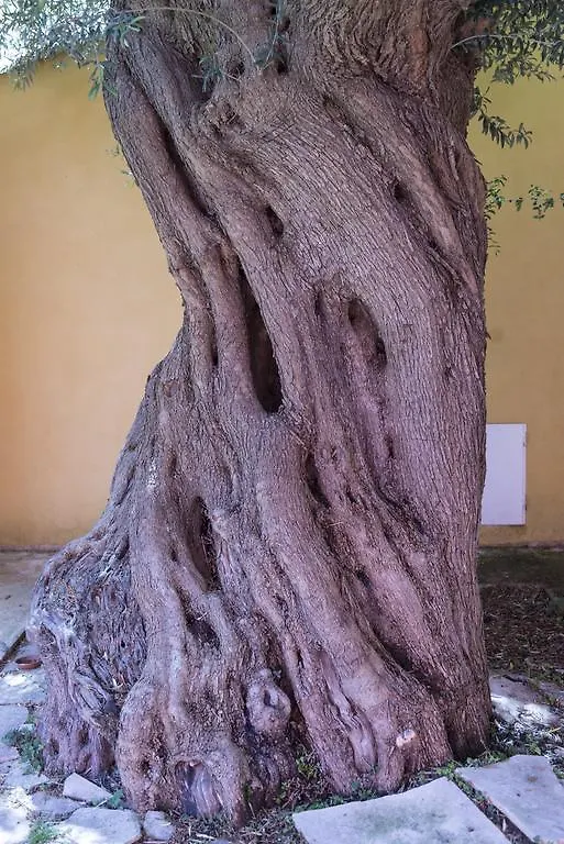 منزل ريفي Canicattini Bagni Agriturismo Borgo Degli Ulivi إيطاليا